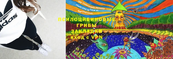прущие грибы Абинск
